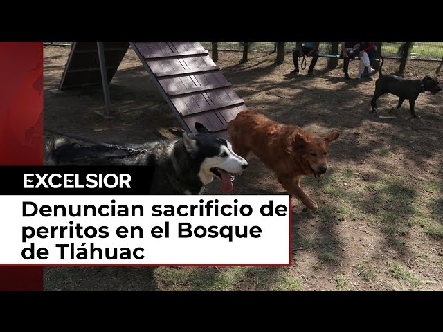 Denuncian sacrificio de perritos en el Bosque de Tláhuac