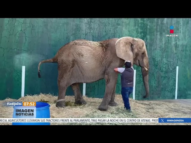 Veterinarios reaccionan al llamado de ayuda para la elefanta Annie | Noticias con Francisco Zea