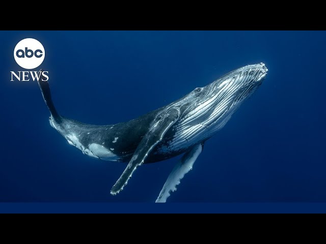 How baleen whales can sing