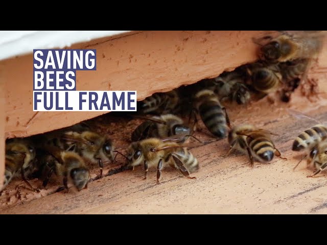 Can bees save us from a food crisis? A look at Pollinate Project, a Brazil-China collaboration