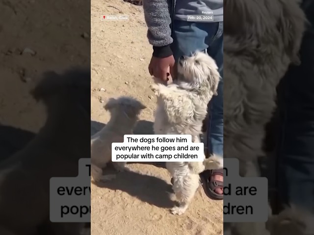 A displaced teenager in Gaza says spending time with his three dogs brings him joy