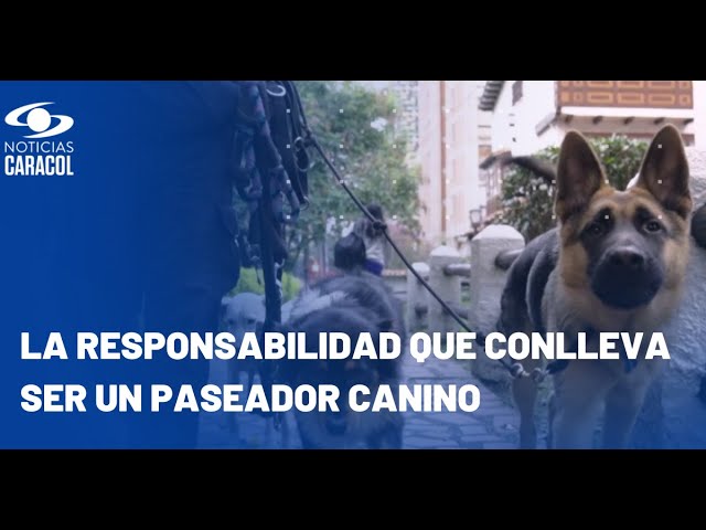 La difícil y apasionante labor de un paseador de perros en Colombia