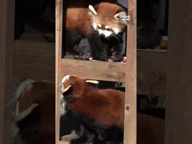 ⁣Paprika the red panda meets her new partner at Greater Vancouver Zoo   #RedPanda