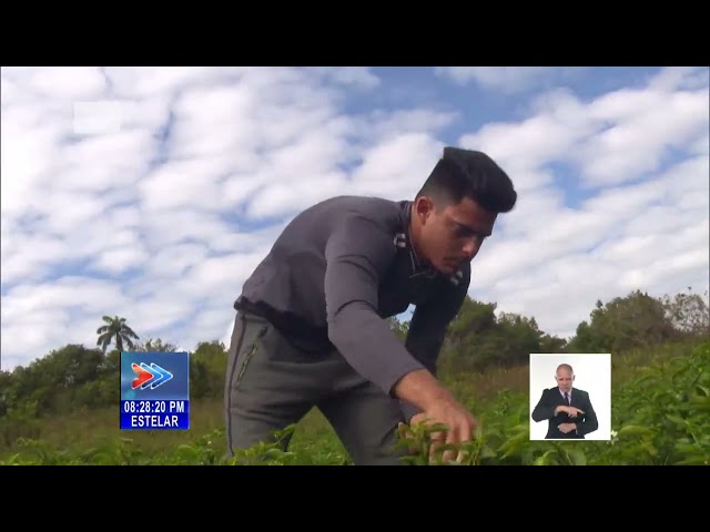 Trabajadores eléctricos en oriente de Cuba laboran la tierra para autoabastecerse