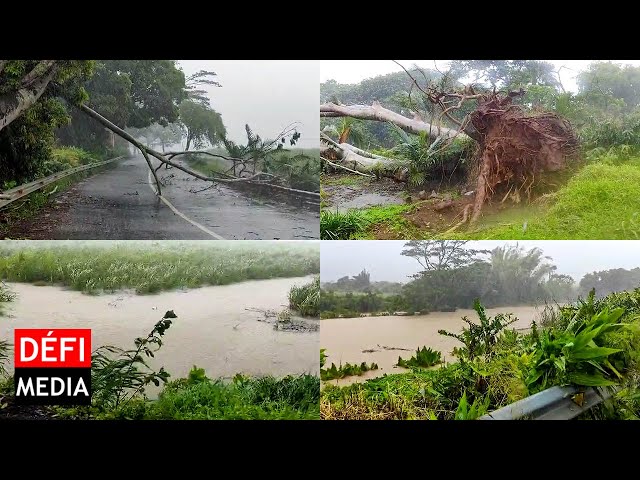 Tempête Eleanor : Champ de canne inondé et chutes d’arbres à Belle-Rive