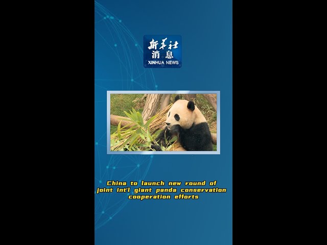 Xinhua News | China to launch new round of joint int'l giant panda conservation cooperation eff