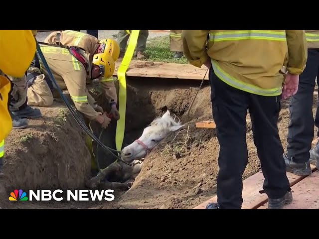 WATCH: LA firefighters rescue horse from an apparent sinkhole