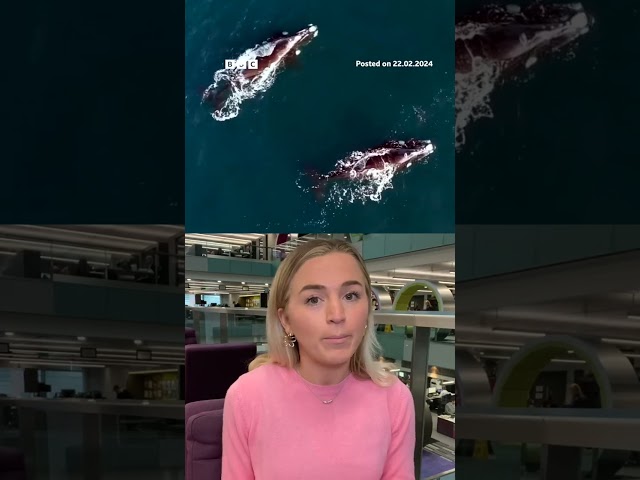 Someone tell Dory that scientists have solved the mystery of whale song. #Shorts #Whales #BBCNews