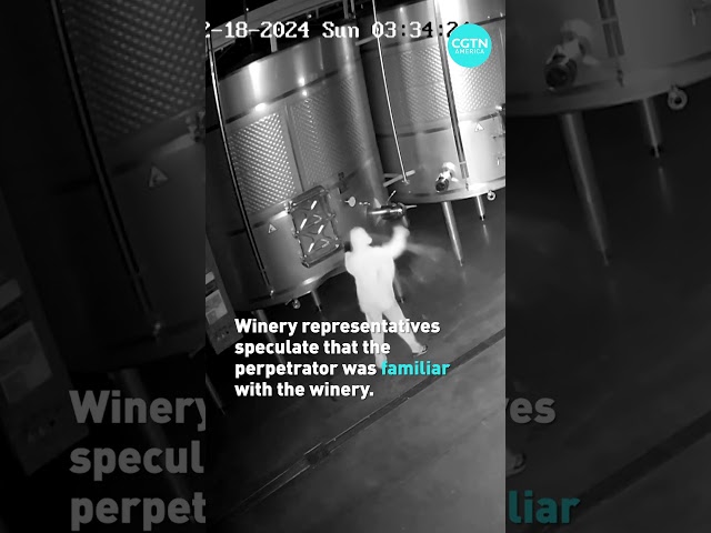 Caught on video: intruder spills $2.5M worth of luxury wine