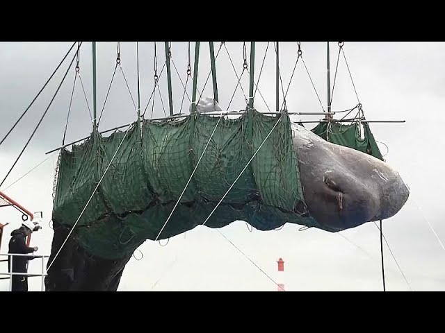 Vídeo: Amplio operativo de rescate del cuerpo de la ballena que murió atrapada en un puerto de Japón