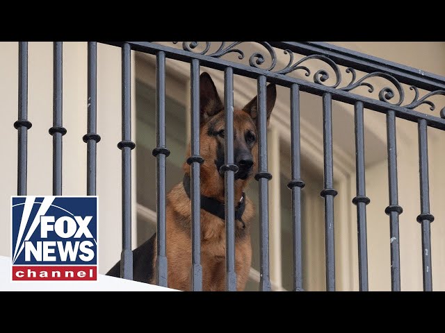 ‘DEADLY WEAPON’: Biden’s dog bit staff nearly 30 times