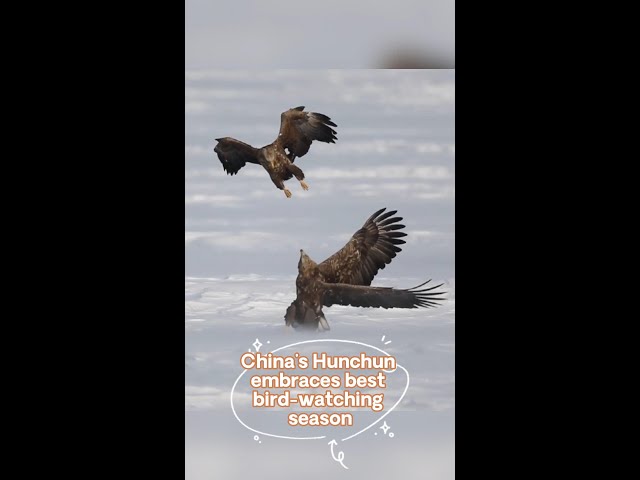 China's Hunchun embraces prime eagle-watching season