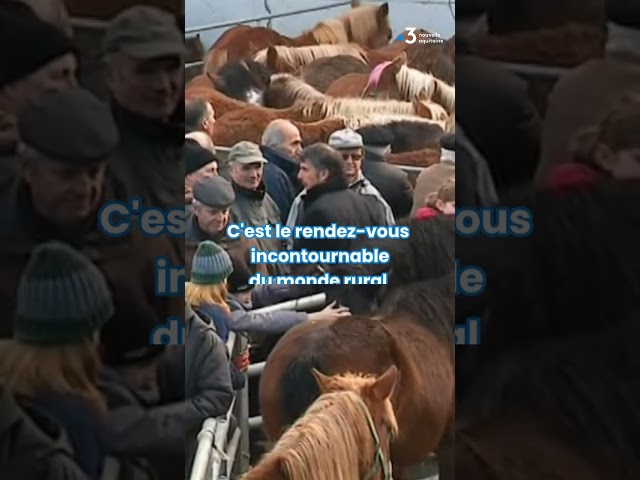 ⁣La foire aux Pottoks d'Espelette