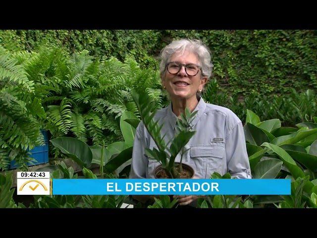 Conoce sobre la planta del dinero en Hogar Verde