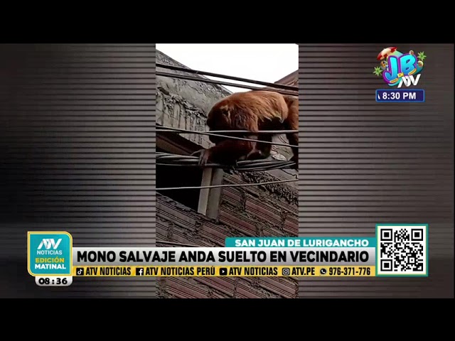 SJL: Mono aullador anda suelto en vecindario