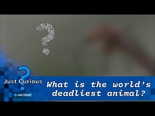 What animal kills the most humans? The deadliest might shock you | JUST CURIOUS