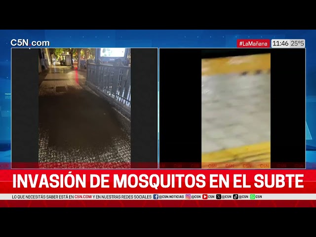 INVASIÓN de MOSQUITOS en el SUBTE: LAS FORMACIONES EVITAN la ESTACIÓN PIEDRAS