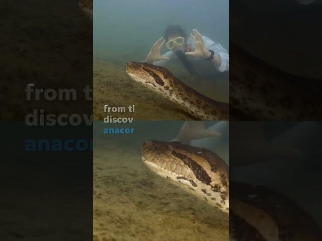 Watch: Scientist swims up to giant anaconda in the Amazon #Shorts