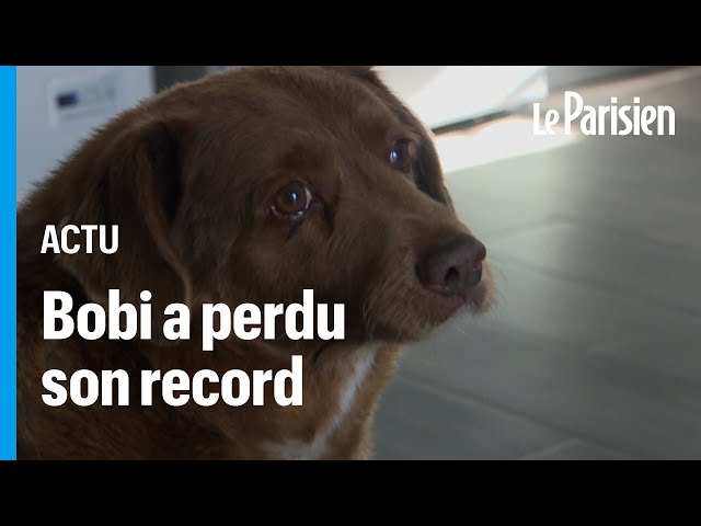 Bobi perd le titre de plus vieux chien au monde (faute de preuve)