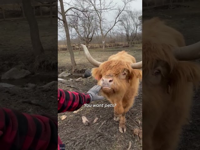 Hungry cow gets grumpy while demanding food from farmer #Shorts