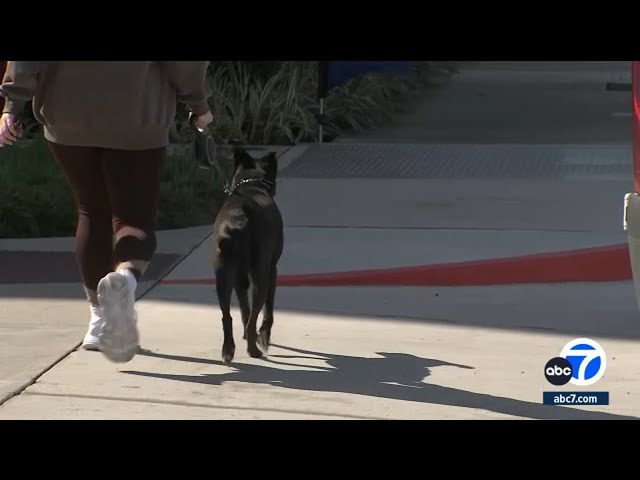 Proposed California bill would require landlords to allow pets