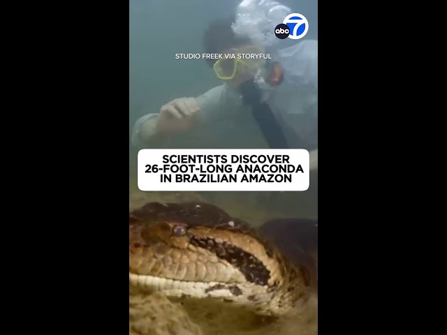 Scientists discover 26-foot-long anaconda in Brazilian Amazon