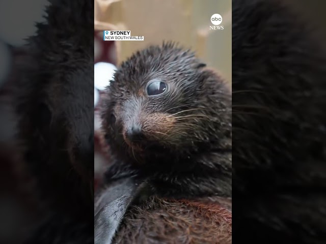 Bebe foca nace en zoológico de Australia