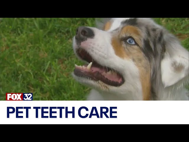 How to properly care for your pet's teeth