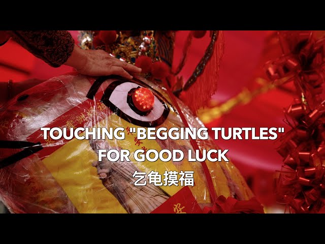 Touching 'Begging Turtles' for good luck