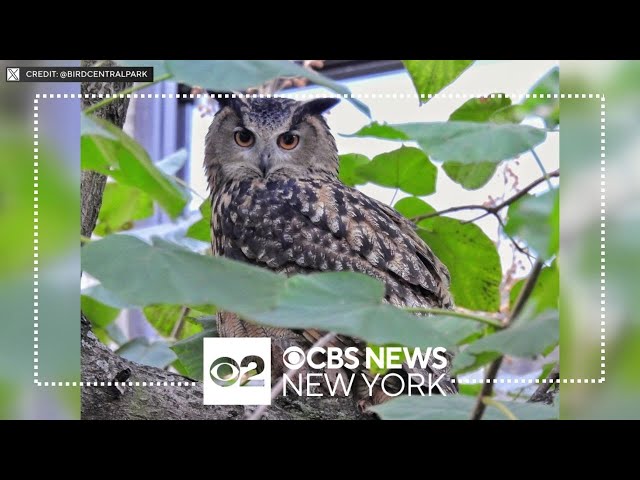 Central Park Zoo officials say Flaco the owl has died