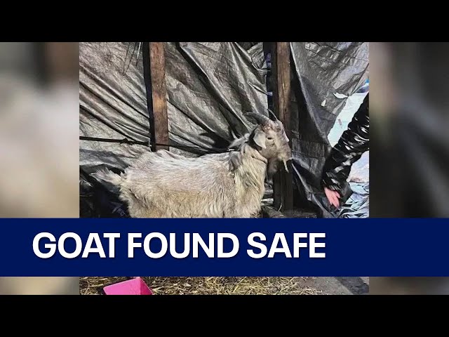 Wandering goat in Back of the Yards has been reunited with family