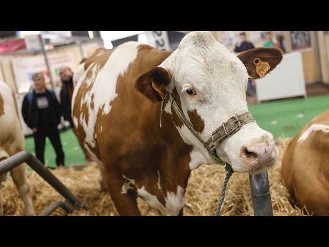  EN DIRECT | Colère des agriculteurs, ouverture sous tension du Salon de l'agriculture