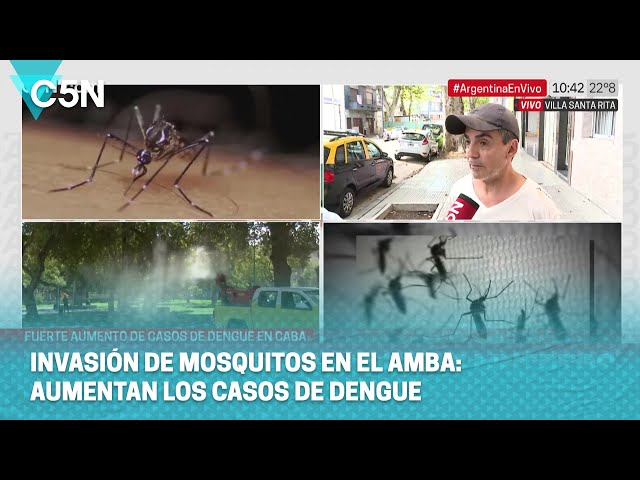 INVASIÓN de MOSQUITOS en el AMBA: PREOCUPACIÓN por los CASOS de DENGUE