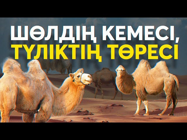 ⁣"Шөлдің кемесі, түліктің төресі" фильмі