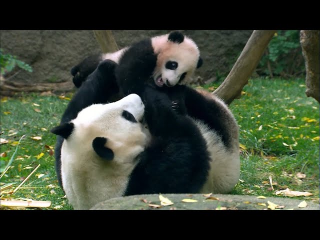 Americans keen to see return of giant pandas