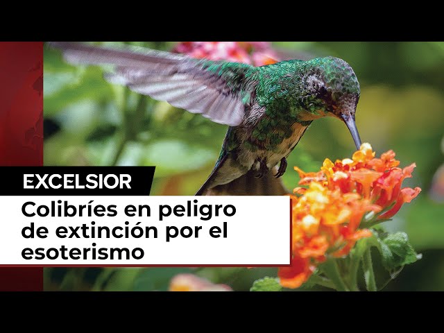 El esoterismo amenaza la existencia de los colibríes