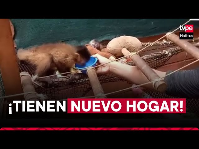 Madre de Dios: rescatistas dan hogar a monos huérfanos por caza ilegal