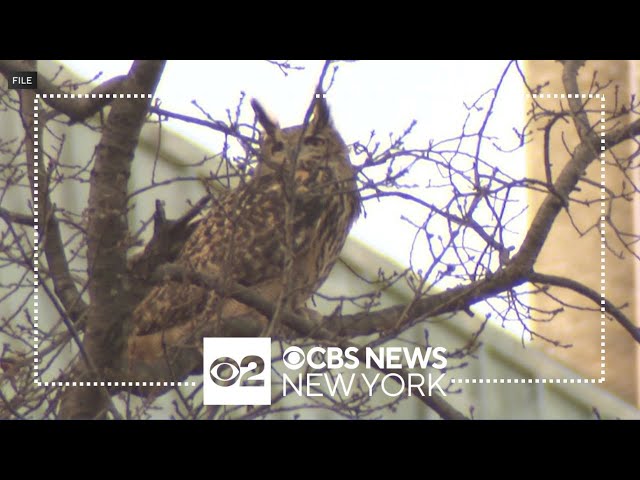 Flaco the owl honored in Central Park