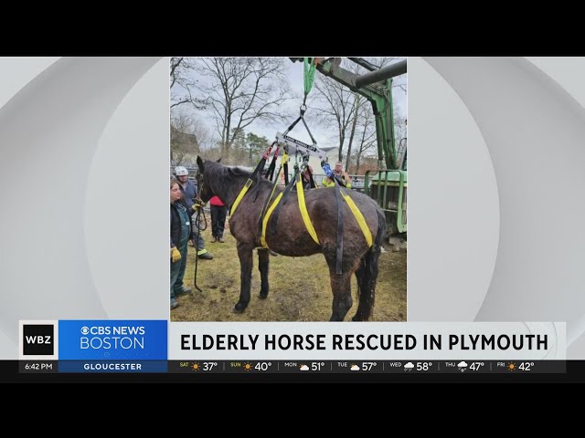 Elderly horse rescued after falling in Plymouth