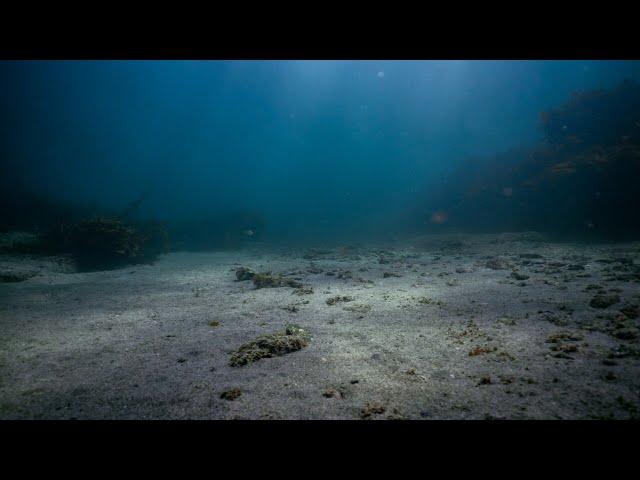 Wreck of SS Nemesis discovered off NSW