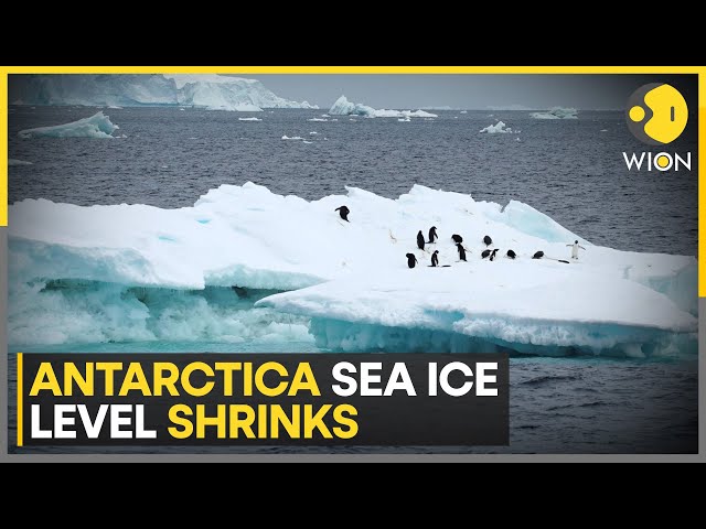 Antarctica sea ice shrinking at alarming pace, scientists call it 'abrupt critical transition&#