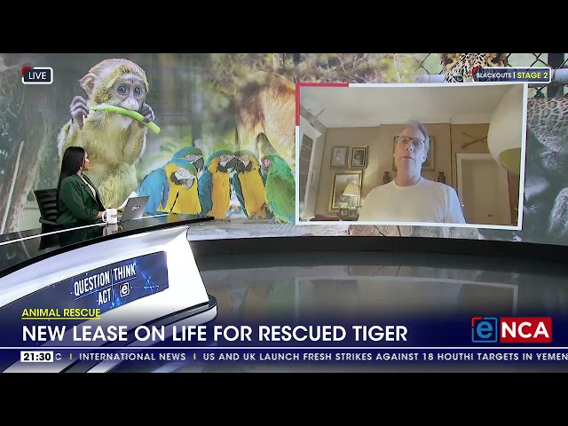 Bengal tiger rescued from Pakistan safely relocated to South Africa