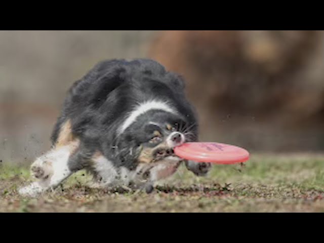 Photographer hosts Pooch Portrait Playoffs to raise money for Fort Lupton dog rescue