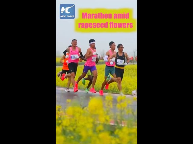 Scenic marathon amid rapeseed flower fields in China's Yunnan