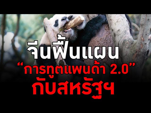 จีนฟื้นแผน “การทูตแพนด้า 2.0” กับสหรัฐฯ   - The Daily Dose