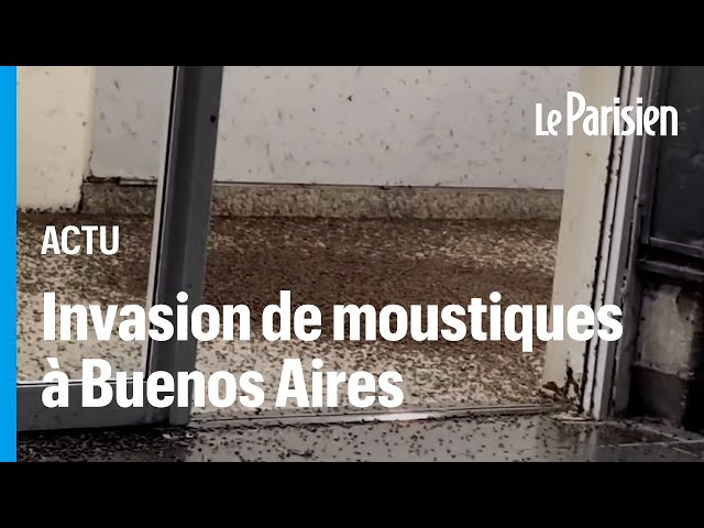 Argentine : une spectaculaire invasion de moustiques sème la panique à Buenos Aires