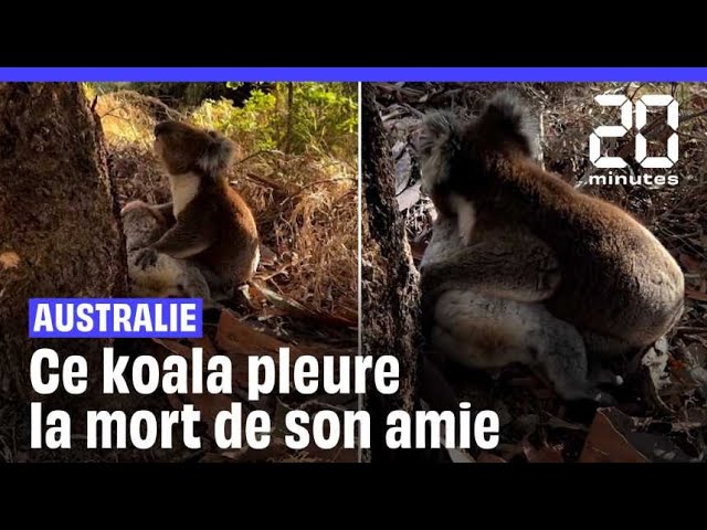 Australie : Un koala mâle pleure la mort de son amie #shorts