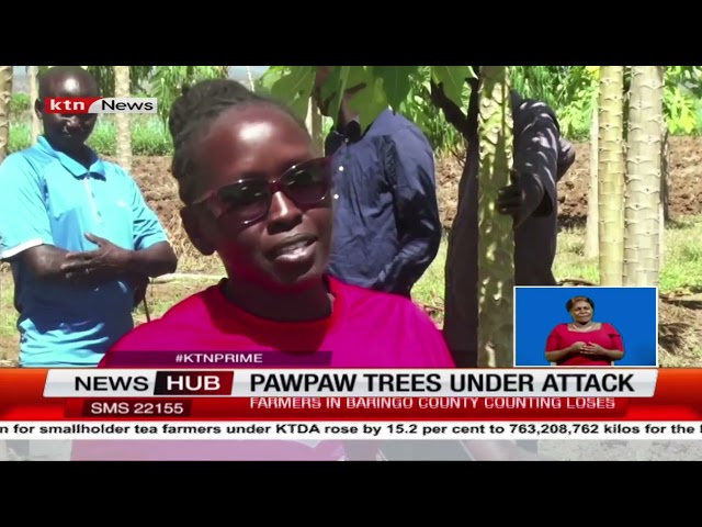 Paw Paw Farmers Devastated: Crops Destroyed by Mealybug Caterpillars in Baringo