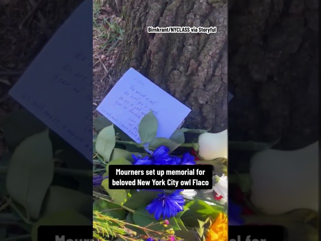 Mourners set up memorial for New York City owl Flaco #shorts