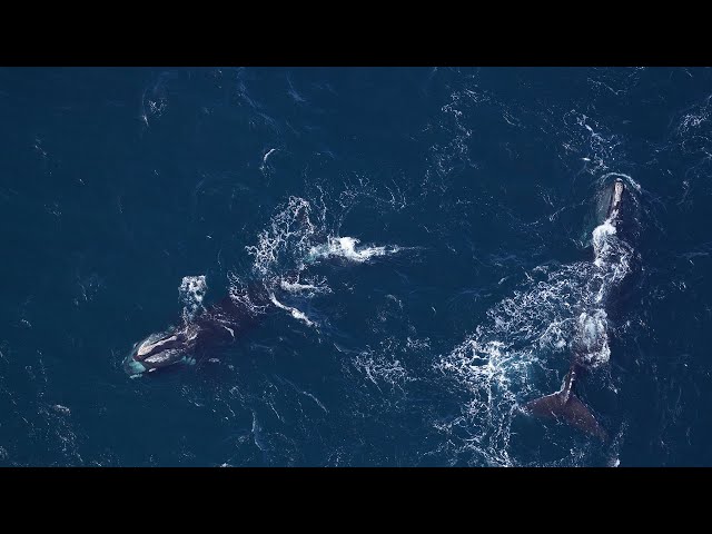 31 critically endangered whales right whales spotted off Nantucket